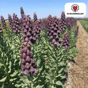 Fritillaria / Keizerskroon Purple Favorite 5 stuks